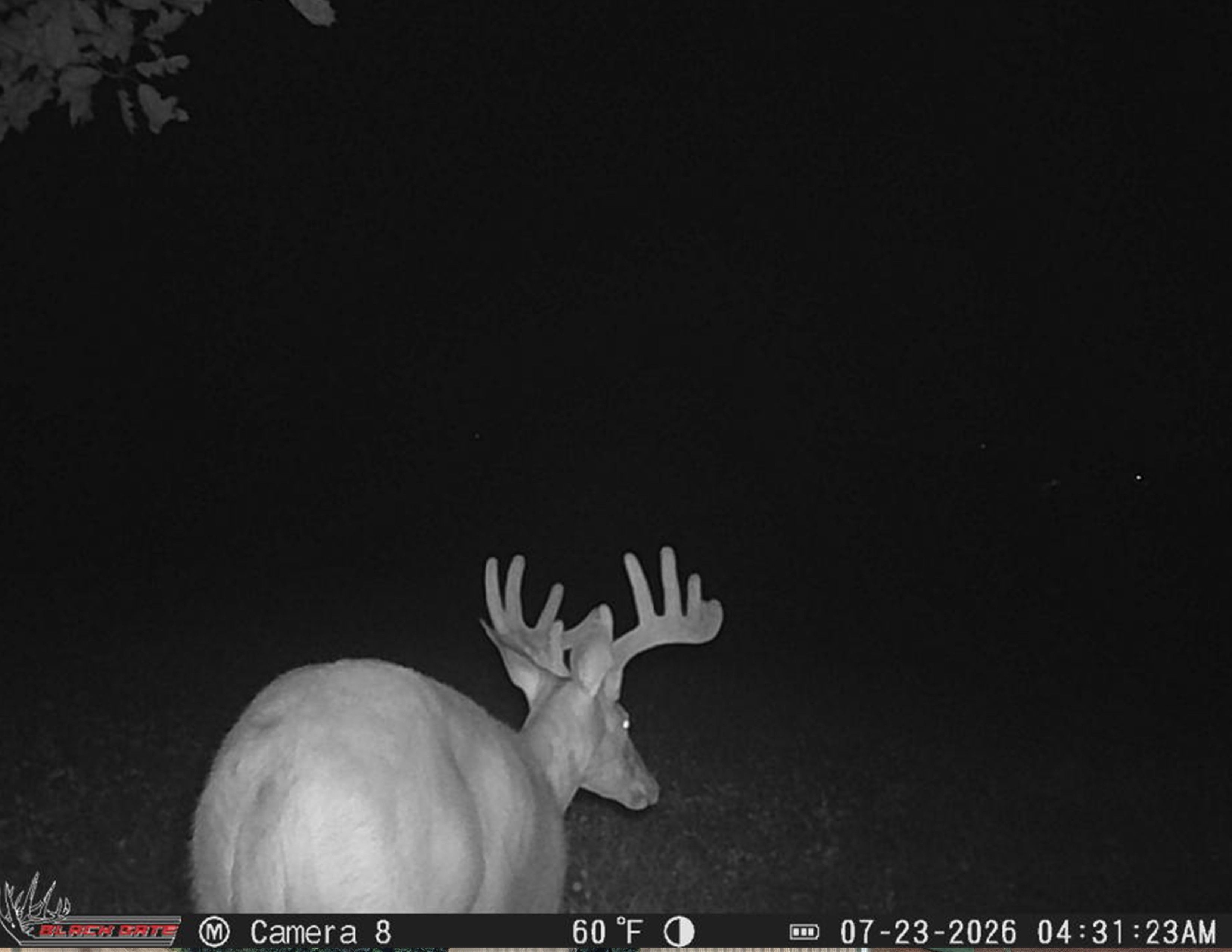 Listing Photo: Deer Wanek